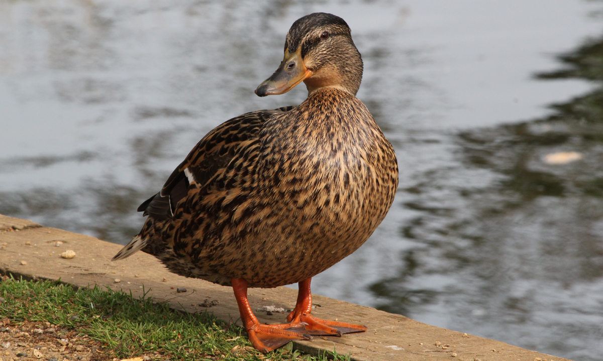 duck